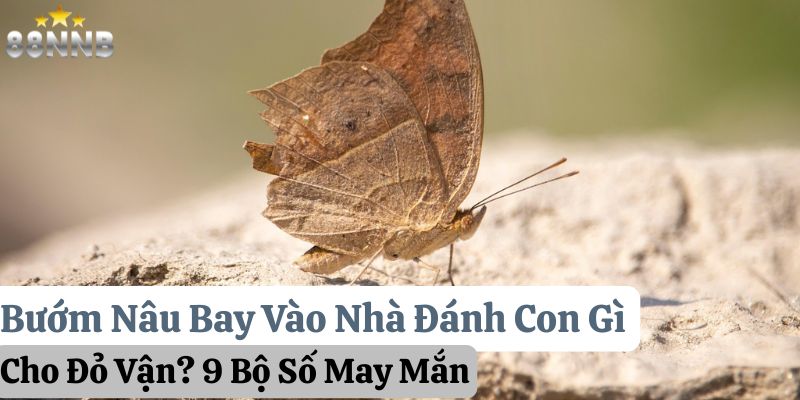 bướm nâu bay vào nhà đánh con gì 88nn thumb