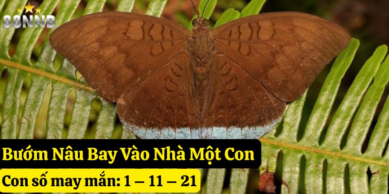 bướm nâu bay vào nhà