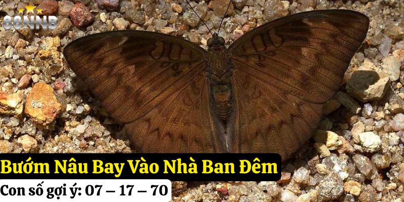 bướm nâu bay vào nhà đánh con gì