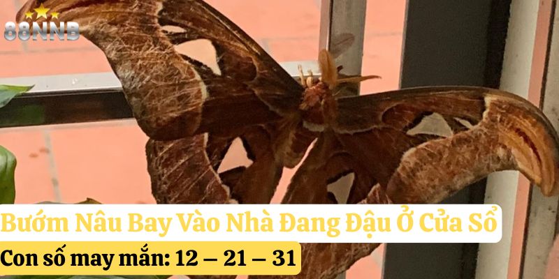 bướm nâu bay vào nhà đánh số gì