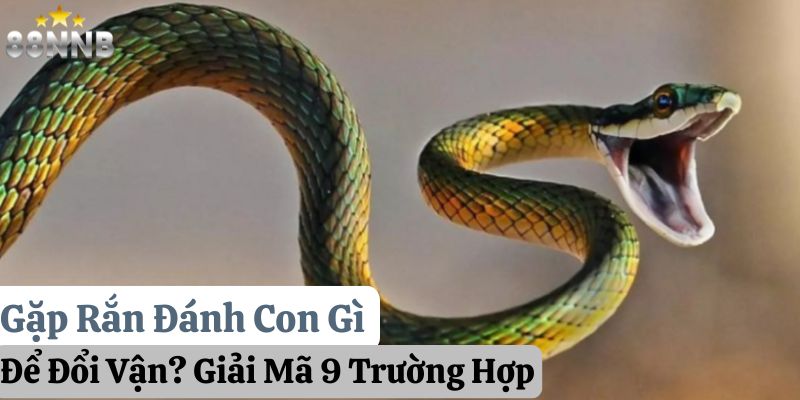 gặp rắn đánh con gì 88nn thumb
