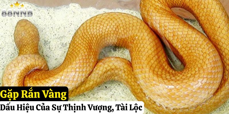 gặp rắn đánh con gì