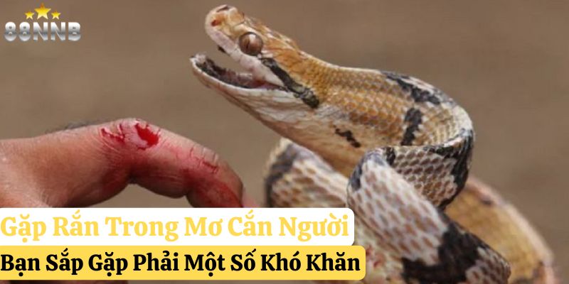 gặp rắn đánh số gì