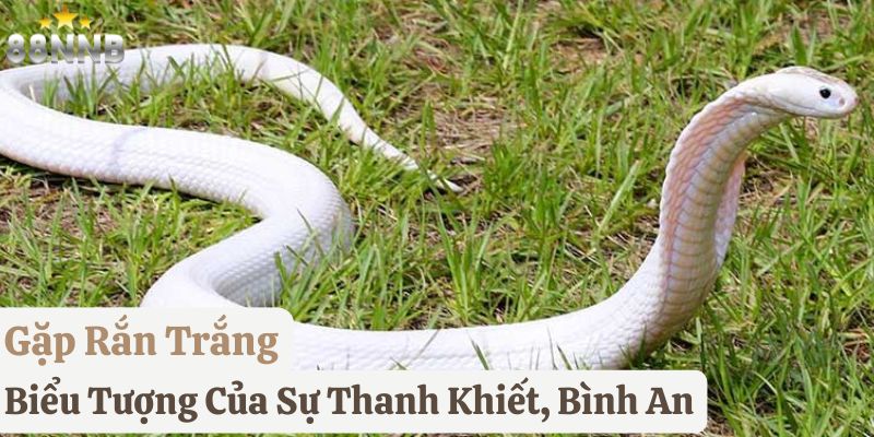 gặp rắn