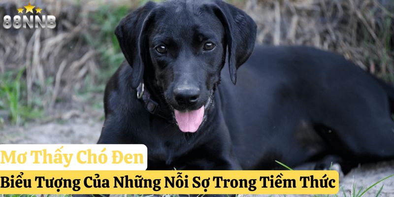mơ thấy chó đánh gì