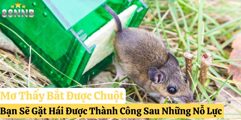 mơ thấy chuột