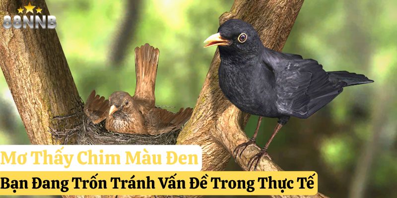 nằm mơ thấy chim đánh gì