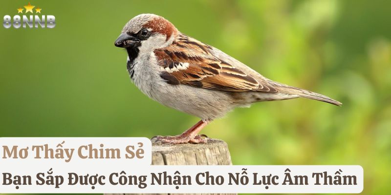 nằm mơ thấy chim
