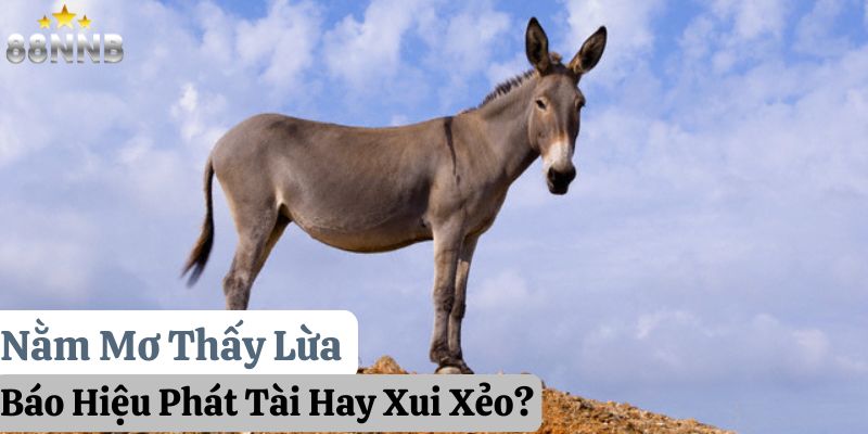 nằm mơ thấy lừa 88nn thumb