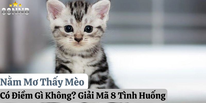 nằm mơ thấy mèo 88nn thumb