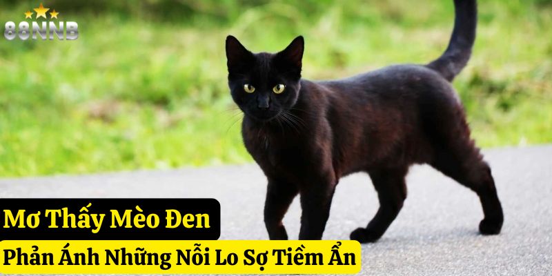 nằm mơ thấy mèo 88nn