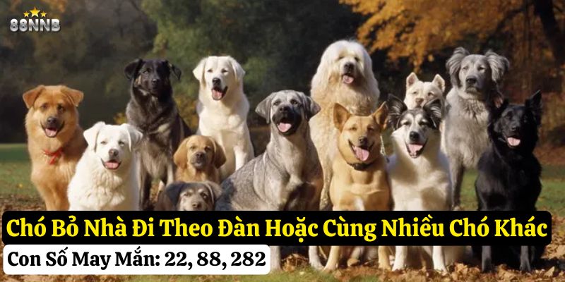 chó bỏ nhà đi