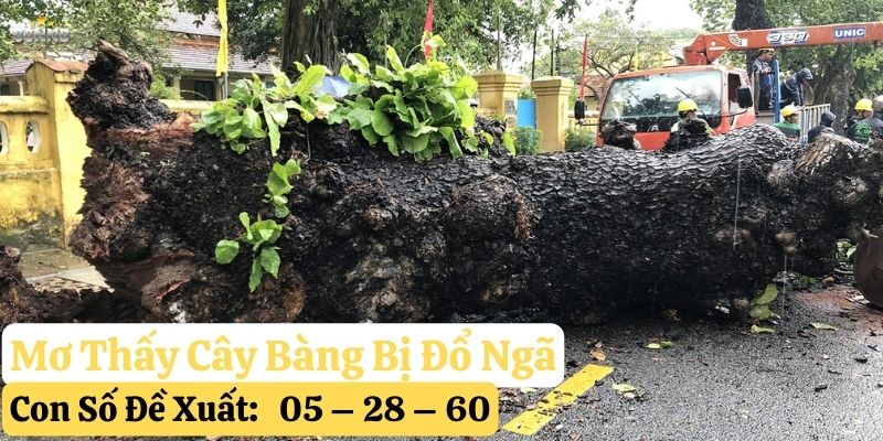 mơ thấy cây bàng 88nn