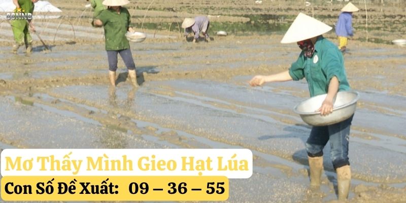 nằm mơ thấy lúa 88nn