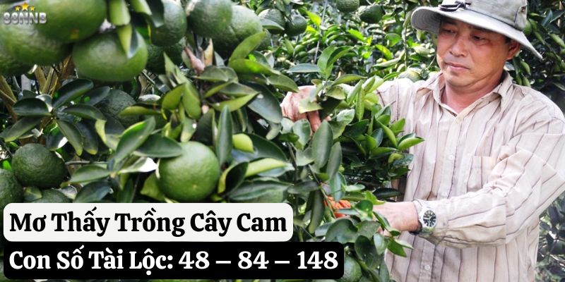 mơ thấy quả cam