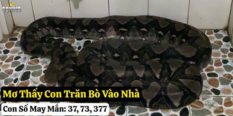 ngủ mơ thấy trăn