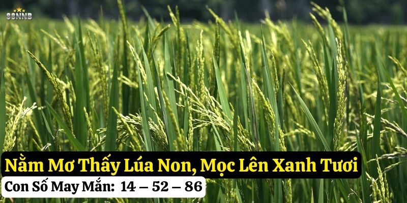 nằm mơ thấy lúa