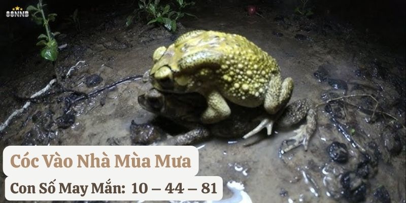 thấy cóc vào nhà