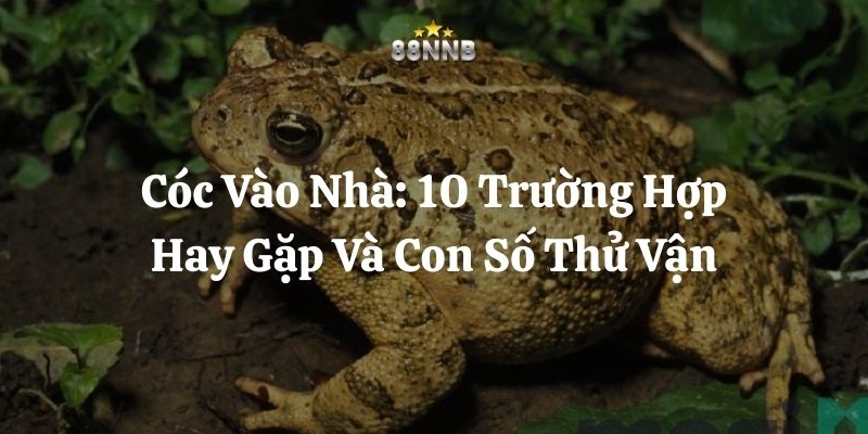 cóc vào nhà 88nn thumb