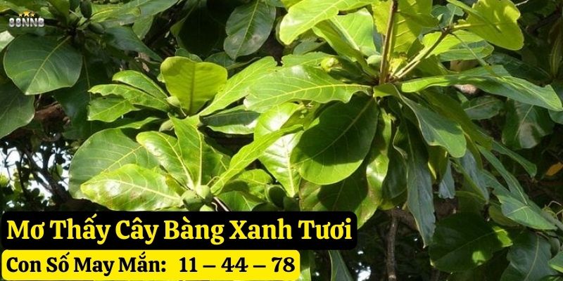 nằm mơ thấy cây bàng