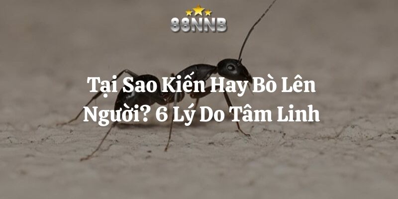 kiến hay bò lên người 88nn thumb