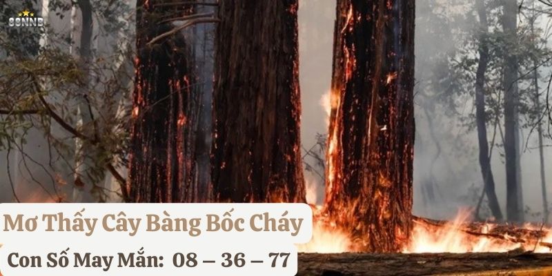 nằm mơ cây bàng