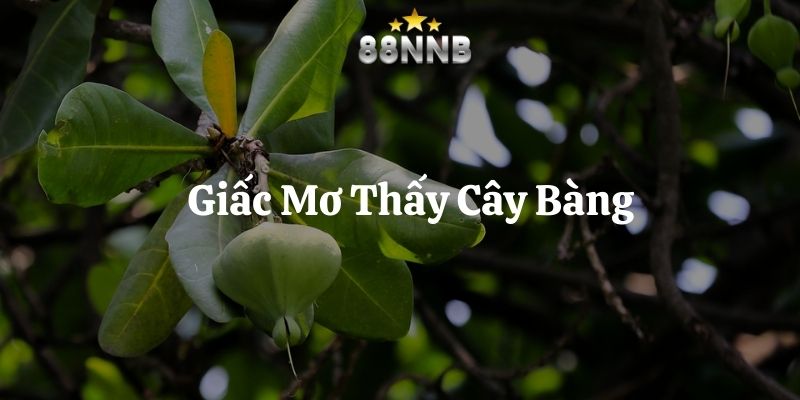 mơ thấy cây bàng 88nn thumb