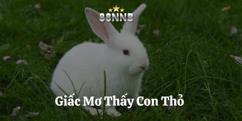 mơ thấy con thỏ 88nn thumb