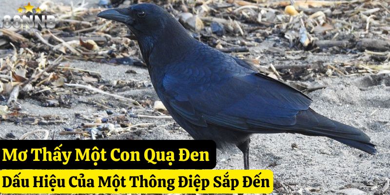mơ thấy quạ 88nn