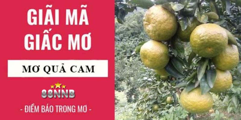 mơ thấy quả cam 88nn thumb