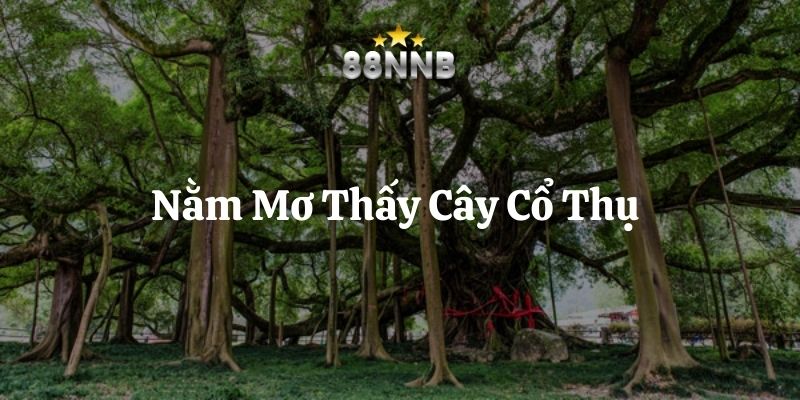 nằm mơ thấy cây cổ thụ 88nn thumb