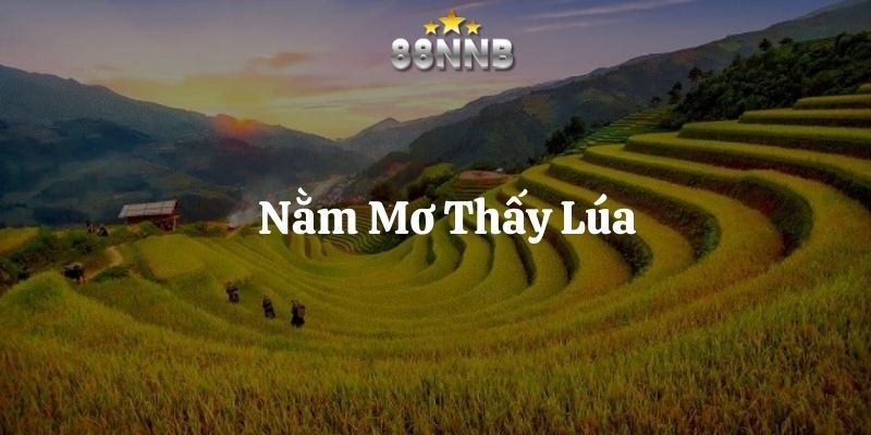nằm mơ thấy lúa 88nn thumb