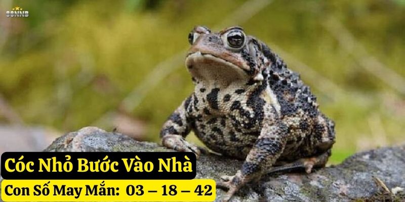 thấy cóc vào nhà mình