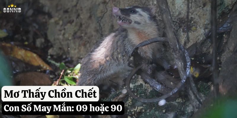 mơ thấy con chồn 88nn