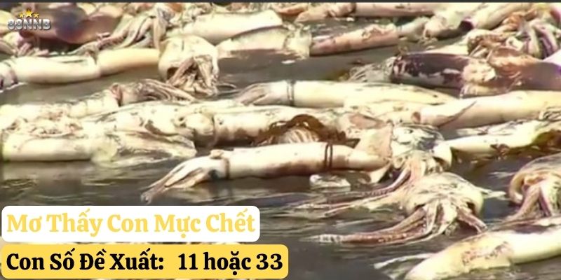 nằm mơ thấy con mực 88nn