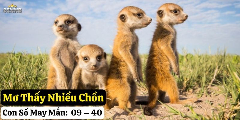 nằm mơ thấy con chồn