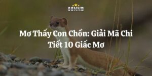 mơ thấy con chồn 88nn thumb
